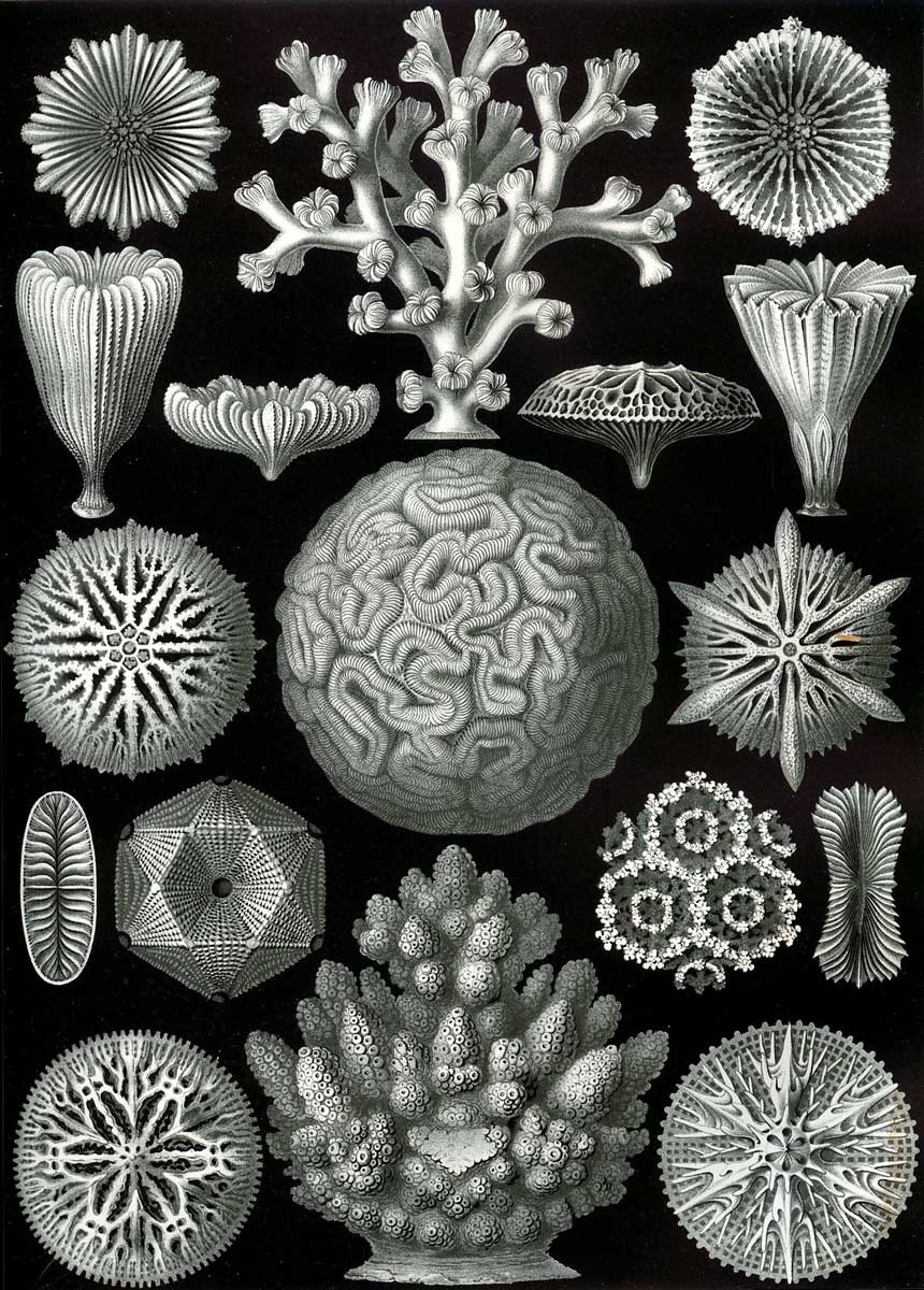 Ernst Haeckel - Kunstformen der Natur